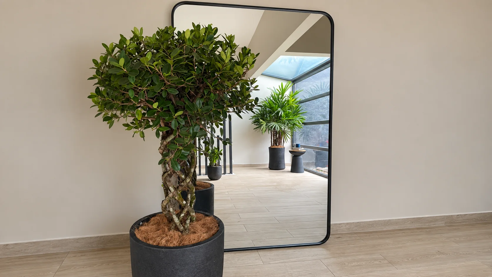 Maceta con árbol ornamental frente a un espejo en el interior