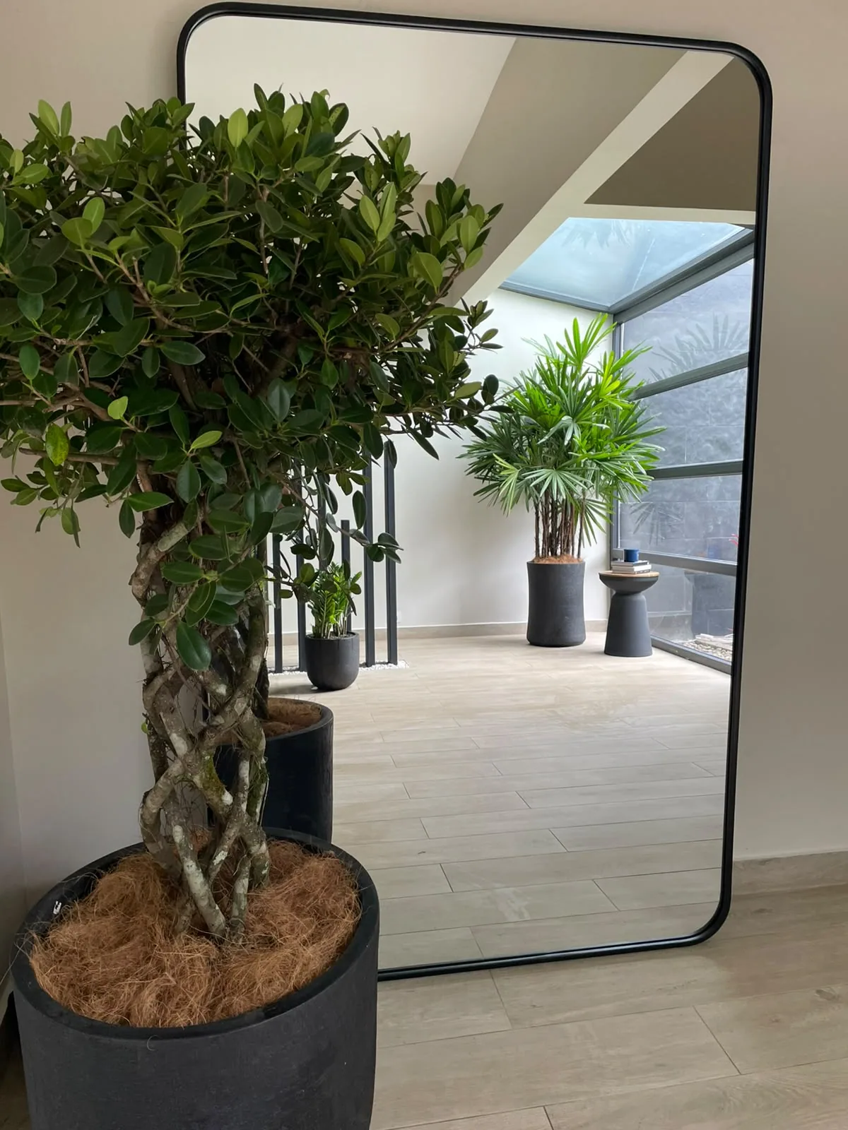 Planta en maceta junto al espejo del espacio interior