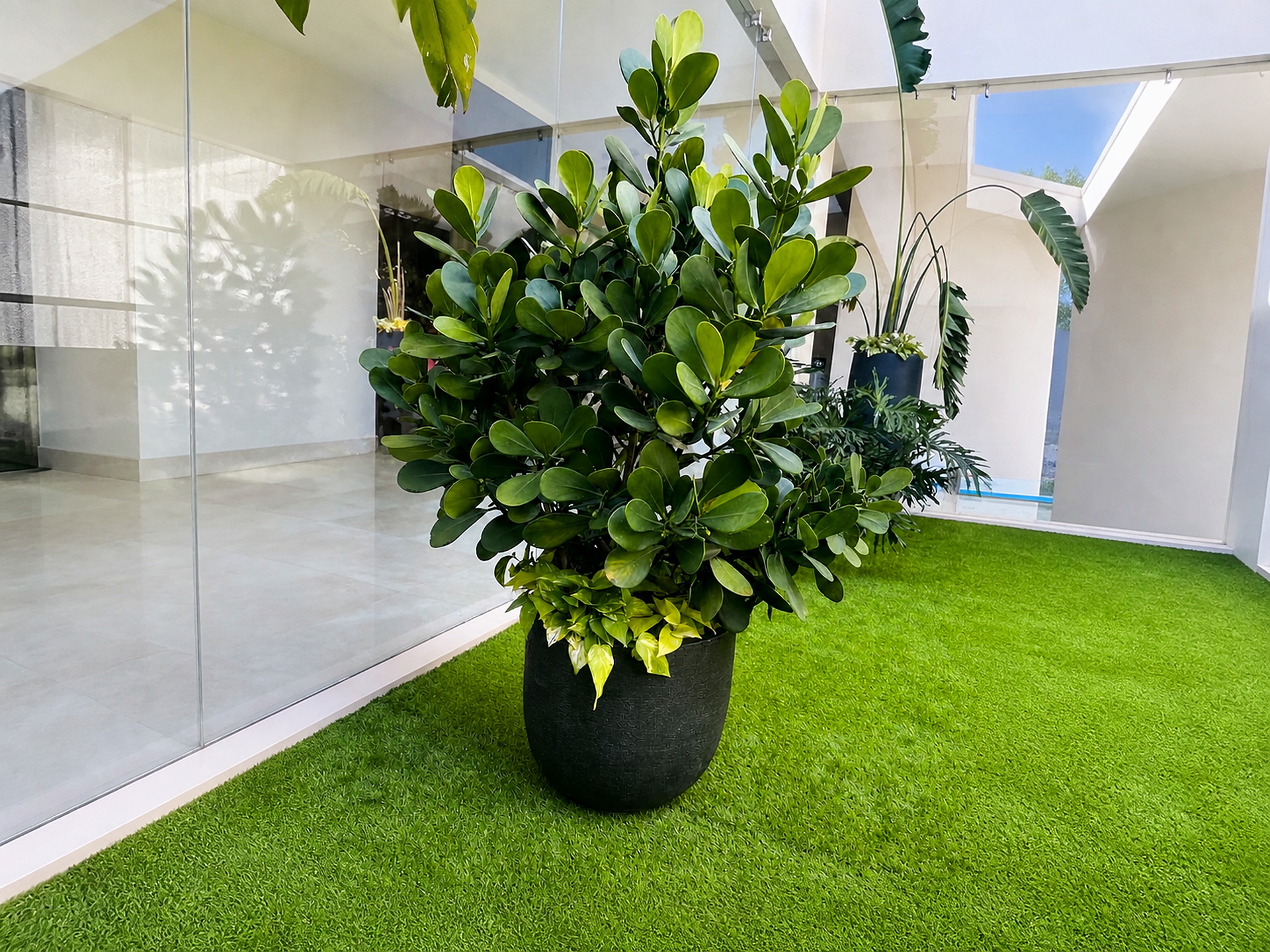 Composición decorativa de planta y maceta de Green Shades — fotografía 1